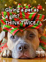 For the holidays or a birthday, it can be tempting to give a cute, cuddly pet as a gift. Yet along with the precious purr that won't quit or the fluffy tail that never stops wagging, there comes a commitment to another life for the next 10, 15, even 20 years.